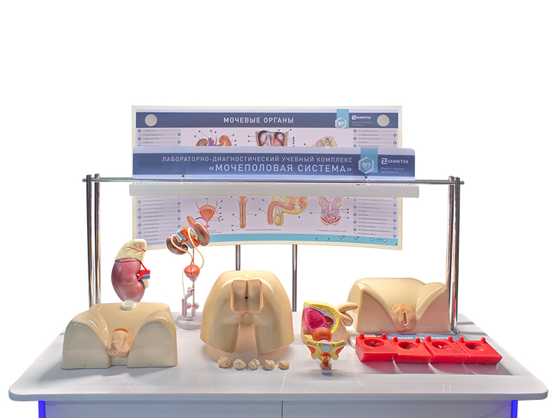 Лабораторно-диагностический учебный комплекс "Мочеполовая система" — купить в МЕДСЕТ