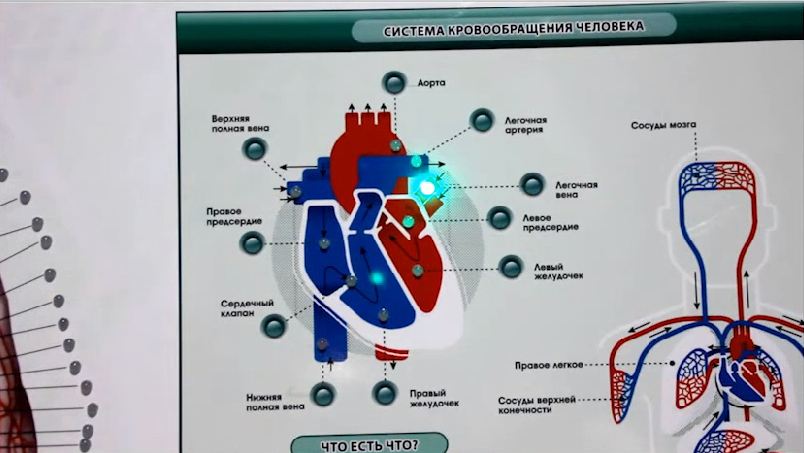 Интерактивный светодинамический стенд "Кровеносная система" — купить в МЕДСЕТ