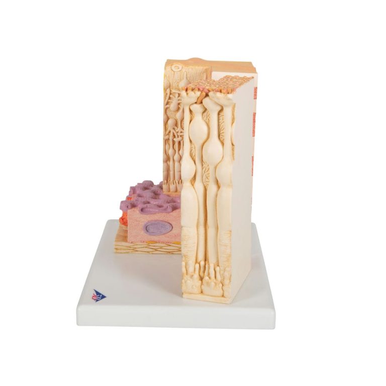 Модель глаза 3B MICROanatomy — купить в МЕДСЕТ