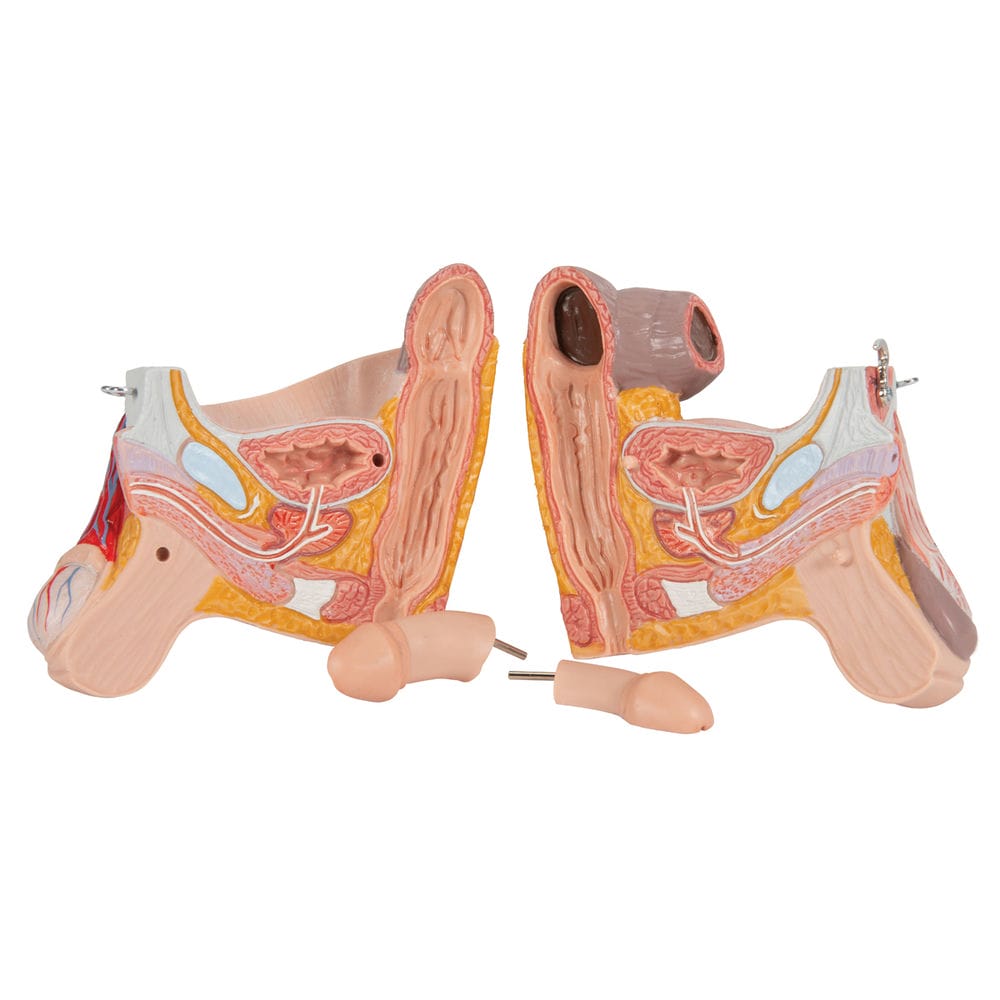 Фигура с мышцами, двуполая, 45 частей — купить в МЕДСЕТ