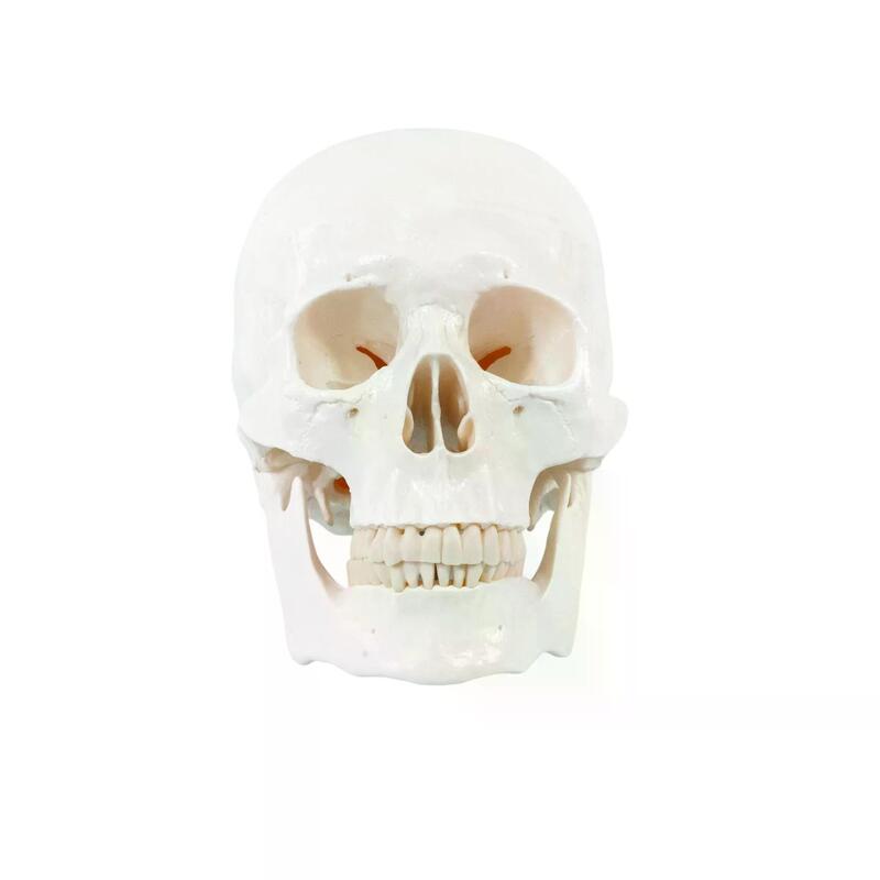 Анатомическая модель черепа человека — купить в МЕДСЕТ