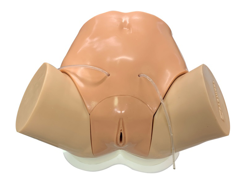 Тренажер для обучения катетеризации мочевого пузыря (женский и мужской) — купить в МЕДСЕТ