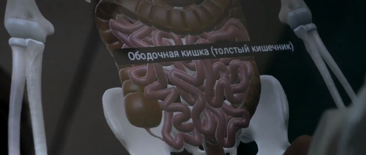 Трехмерный анатомический атлас VR. Виртуальный учебный комплекс. Приказ 838 Минпросвещения РФ — купить в МЕДСЕТ