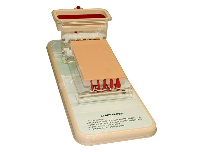 Тренажер для отработки навыков забора крови ТЗК-1.01 — купить в МЕДСЕТ