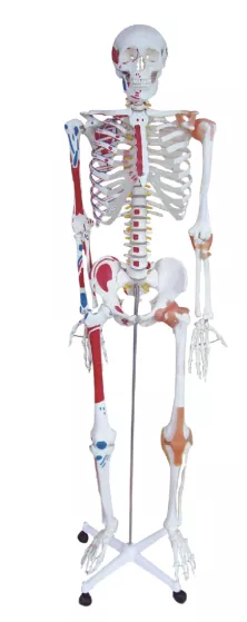 Модель скелета человека с точками фиксации мышц, сухожилий 180 см (11102-1) — купить в МЕДСЕТ