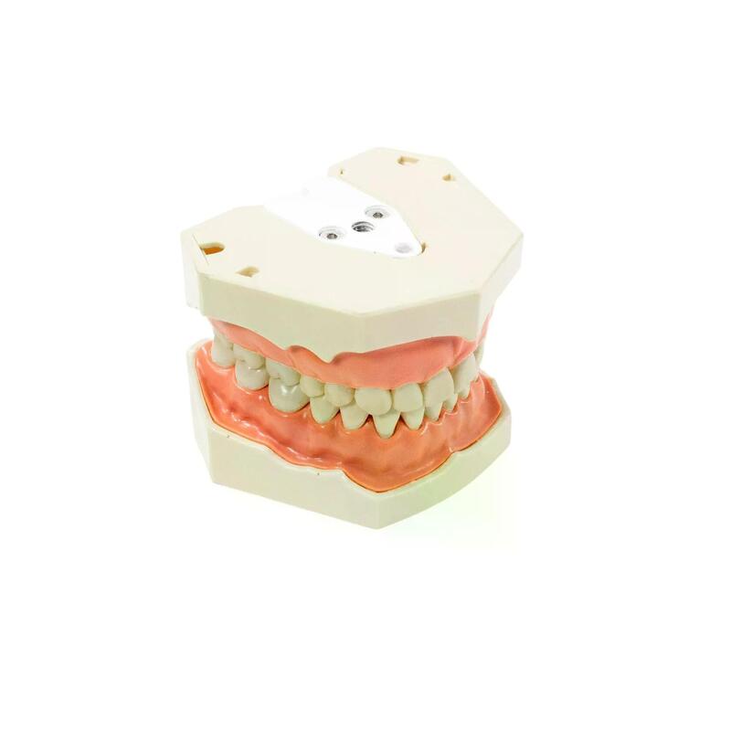 Учебная стоматологическая модель челюсти PD-M 32 — купить в МЕДСЕТ