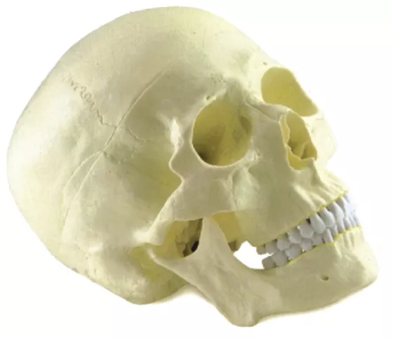 Модель черепа (одноцветная) (11110) — купить в МЕДСЕТ