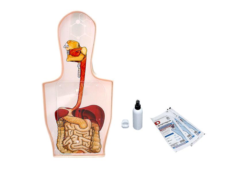 Тренажер гастроскопии и катетеризации желчного протока — купить в МЕДСЕТ