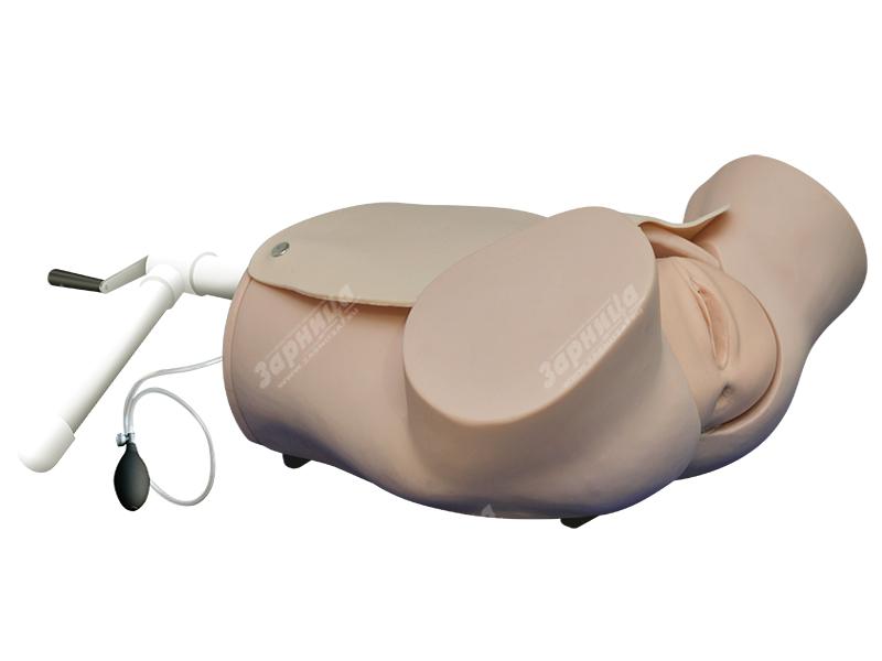 Тренажер роженицы с плодом (нижняя часть торса) — купить в МЕДСЕТ