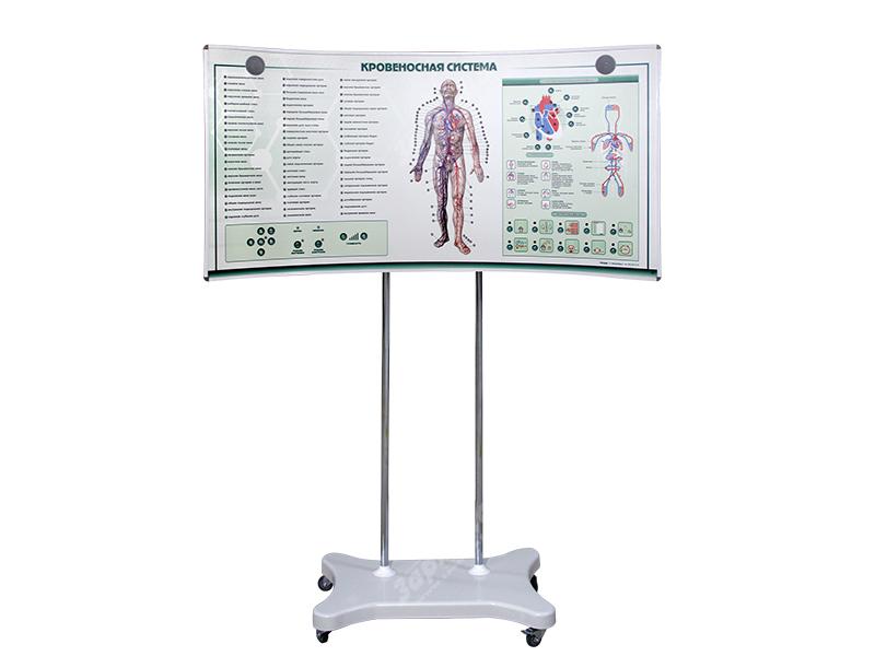 Лабораторно-диагностический учебный комплекс "Сердечно-сосудистая система" — купить в МЕДСЕТ