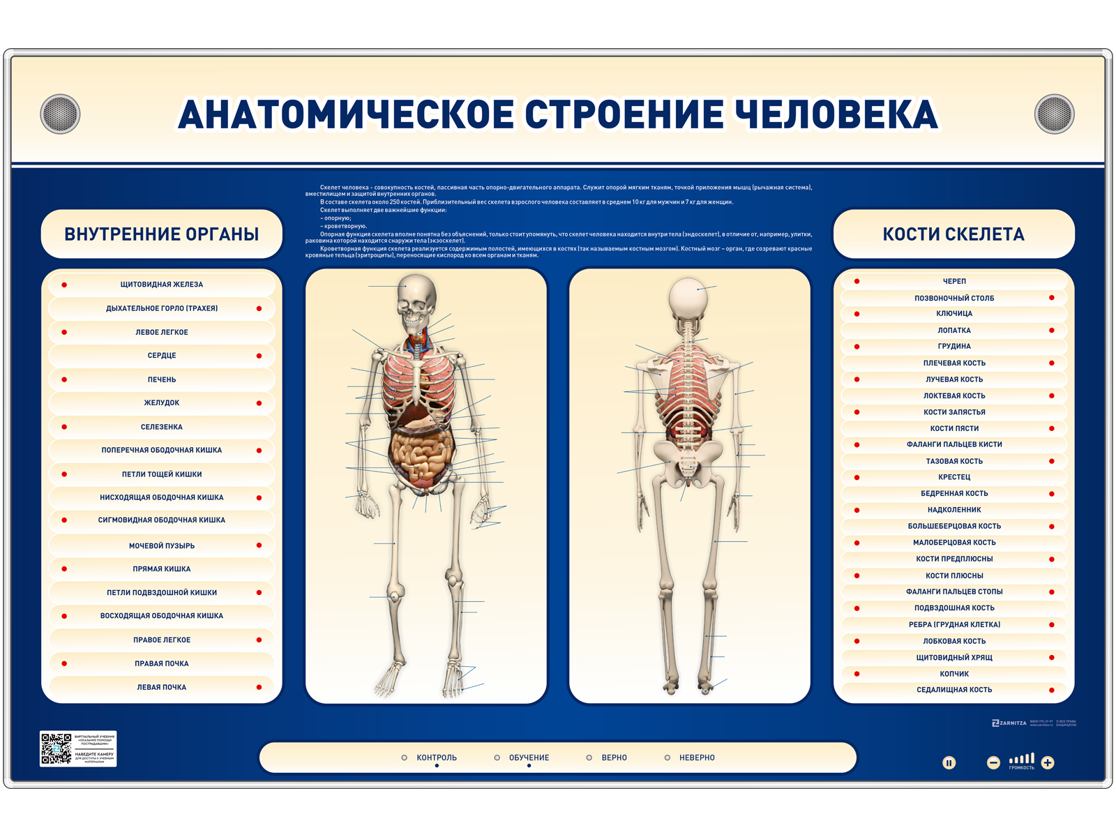 Электрифицированный стенд-тренажер c макетом скелета "Анатомическое строение человека" — купить в МЕДСЕТ