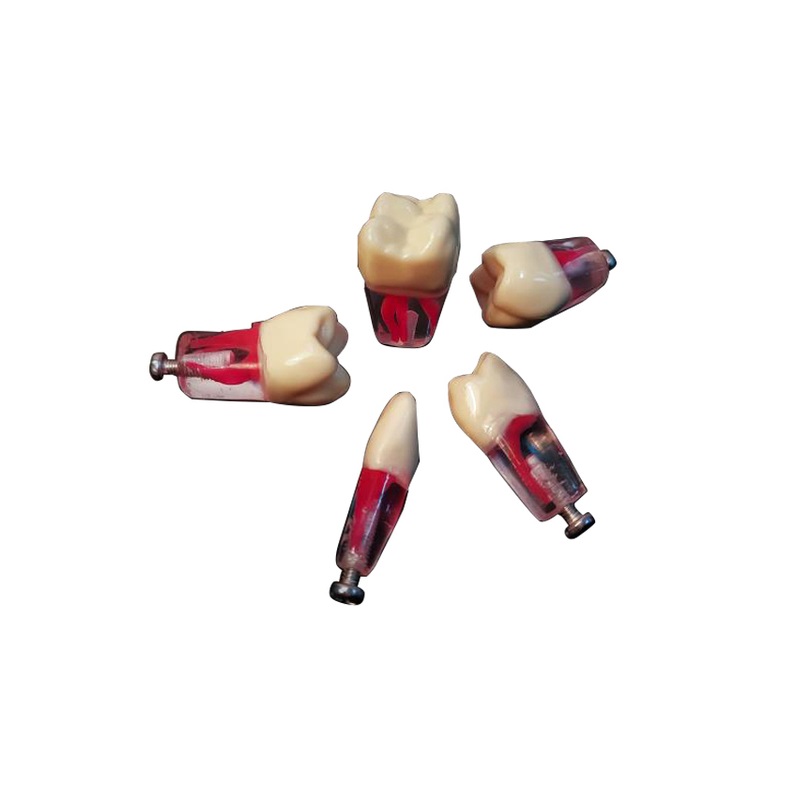Учебные эндо-зубы для стандартной стоматологической челюсти — купить в МЕДСЕТ