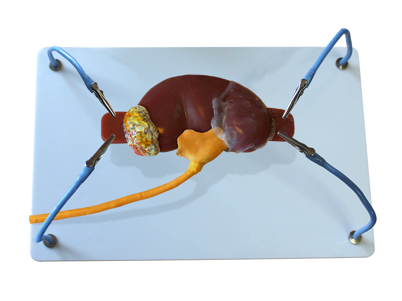 Пособие для отработки навыков лапароскопии "Почка с мочеточником" — купить в МЕДСЕТ