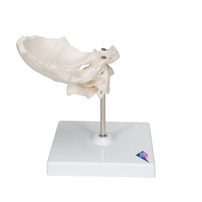 Модель первого и второго шейных позвонков с затылочной костью, соединенных между собой,  на штативе — купить в МЕДСЕТ