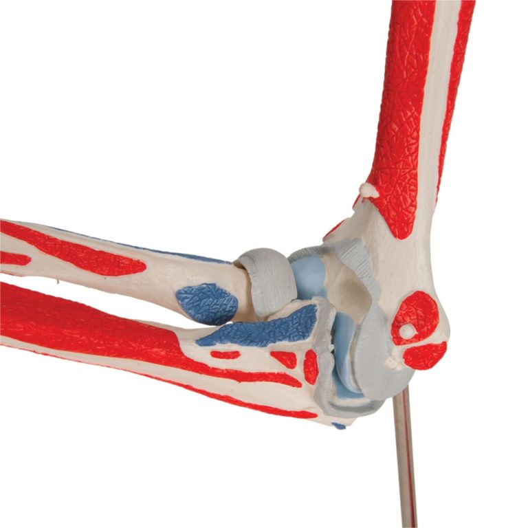 Модель локтевого сустава, 8 частей — купить в МЕДСЕТ