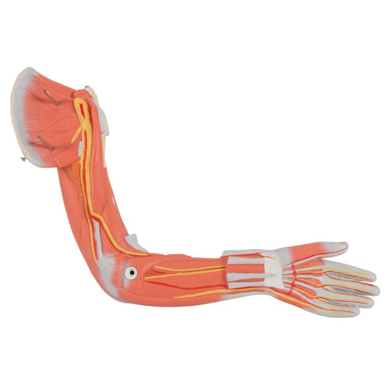 Женская фигура с мышцами, в комплекте — купить в МЕДСЕТ