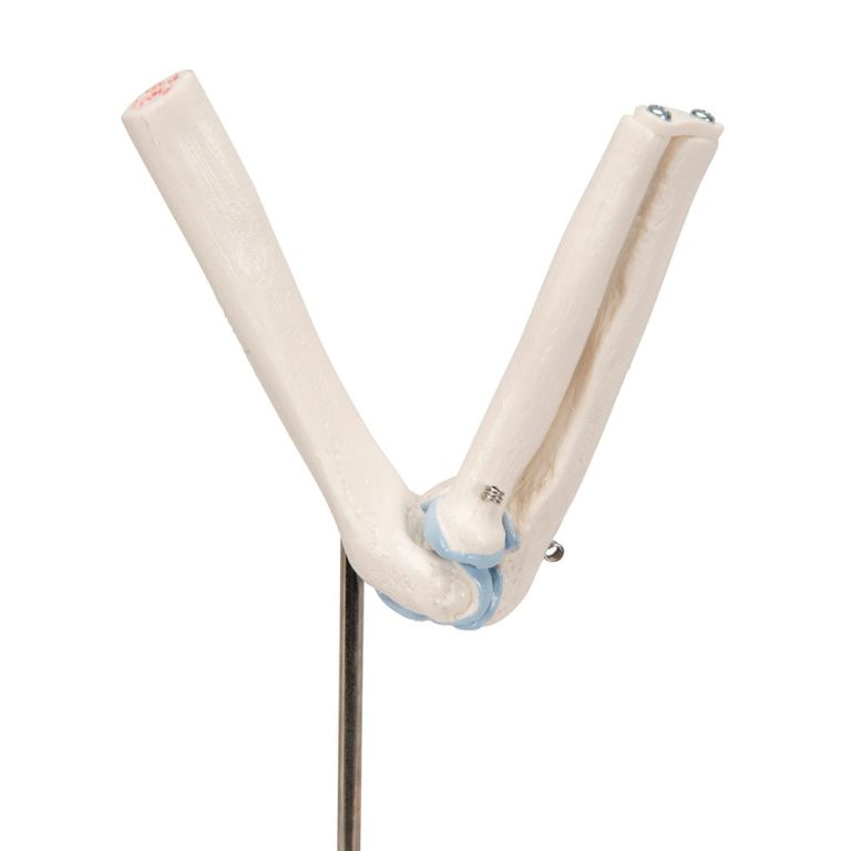 Мини-модель плечевого сустава с поперечным сечением — купить в МЕДСЕТ