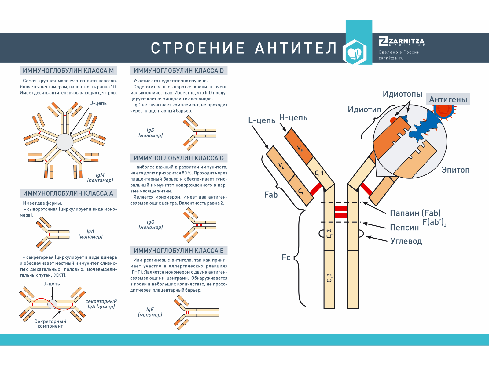 Стенд "Строение антител" — купить в МЕДСЕТ