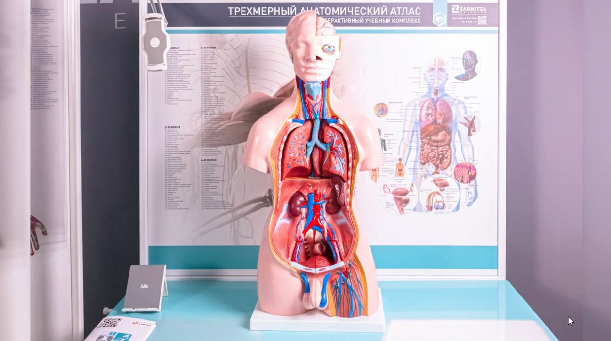 Трехмерный анатомический атлас. Приказ 838 Минпросвещения РФ — купить в МЕДСЕТ