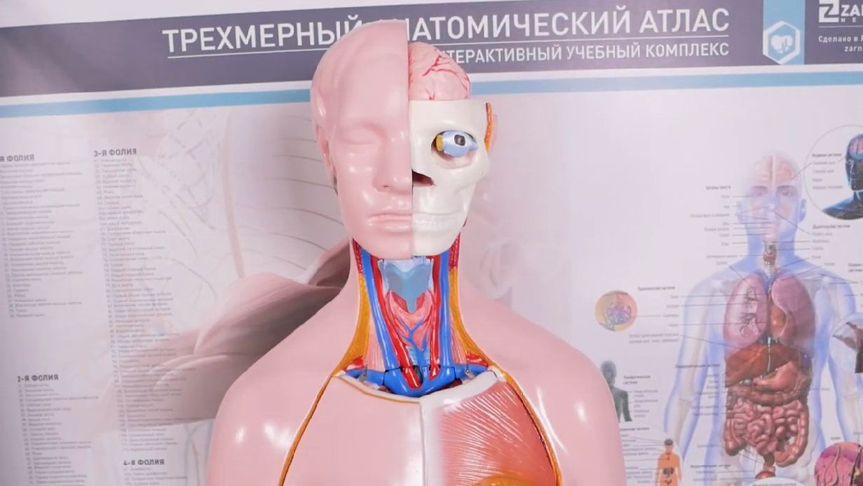 Трехмерный анатомический атлас. Приказ 838 Минпросвещения РФ — купить в МЕДСЕТ