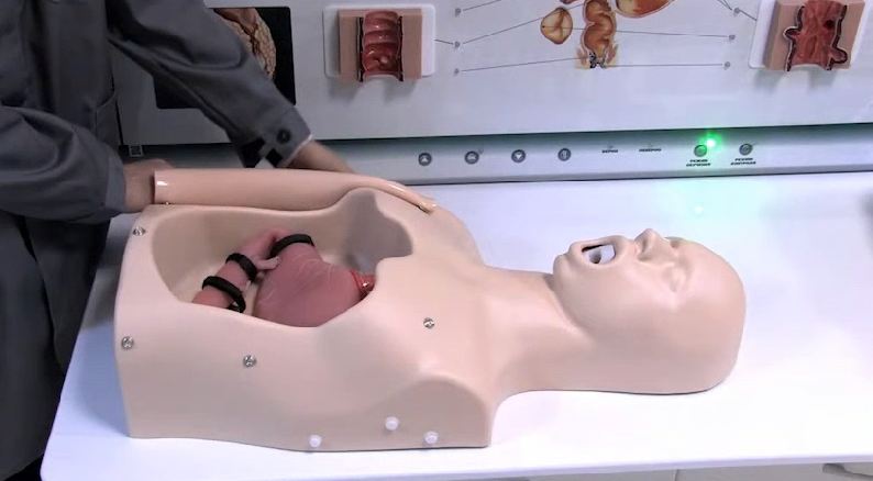 Интерактивный тренажерный комплекс для эндоскопии — купить в МЕДСЕТ