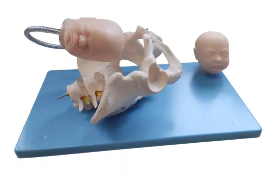 Набор для демонстрации процесса родов F23 — купить в МЕДСЕТ