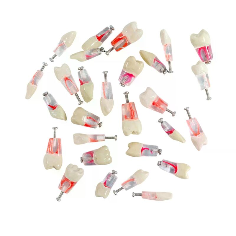 Учебные эндо-зубы для стандартной стоматологической челюсти — купить в МЕДСЕТ