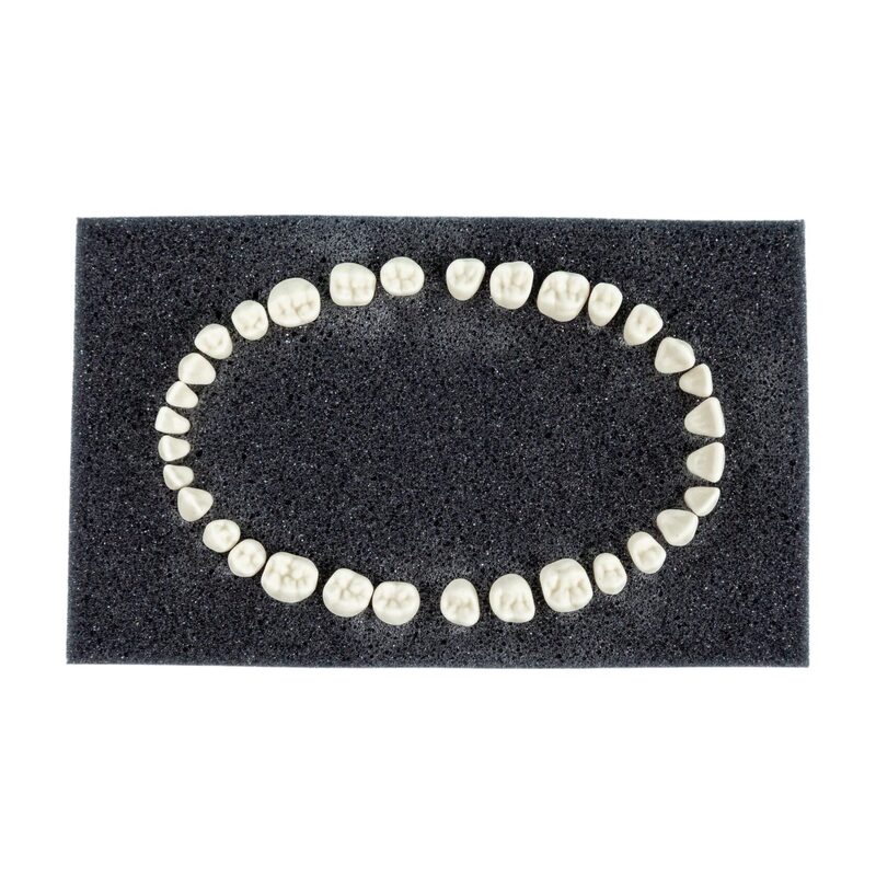 Набор из 32 зубов из дюропласта для модели удаления PD-MU P — купить в МЕДСЕТ