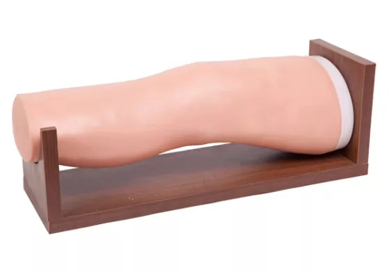 Модель для обучения пункции коленного сустава L72 — купить в МЕДСЕТ