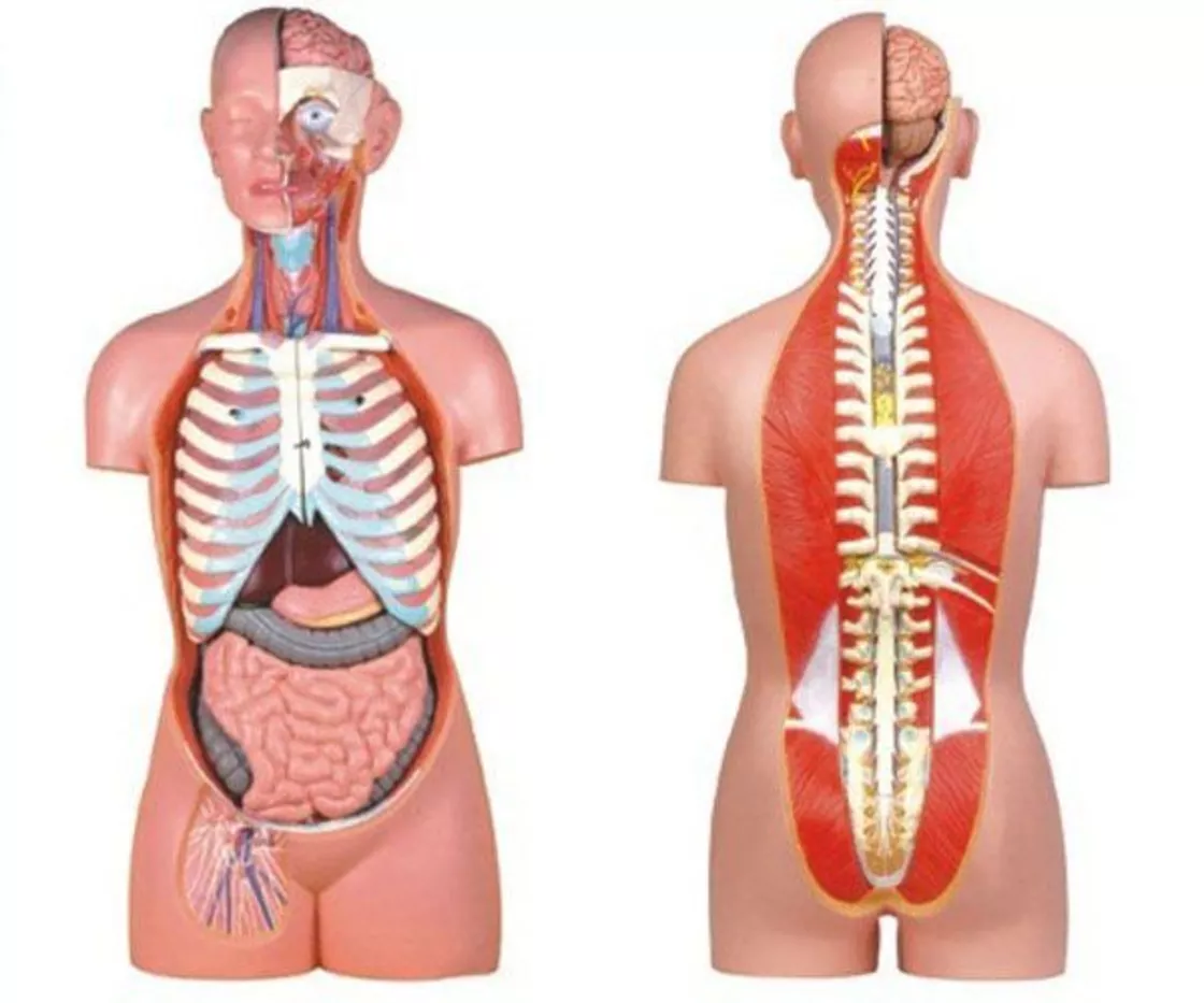 Торс (бесполый) 85 см, 17 частей 10003В — купить в МЕДСЕТ