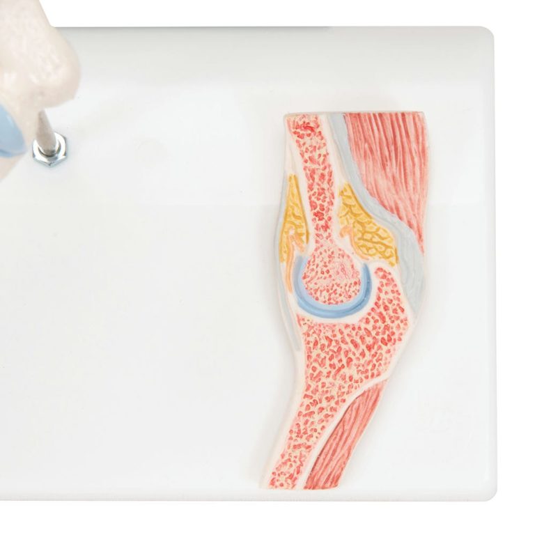 Мини-модель плечевого сустава с поперечным сечением — купить в МЕДСЕТ