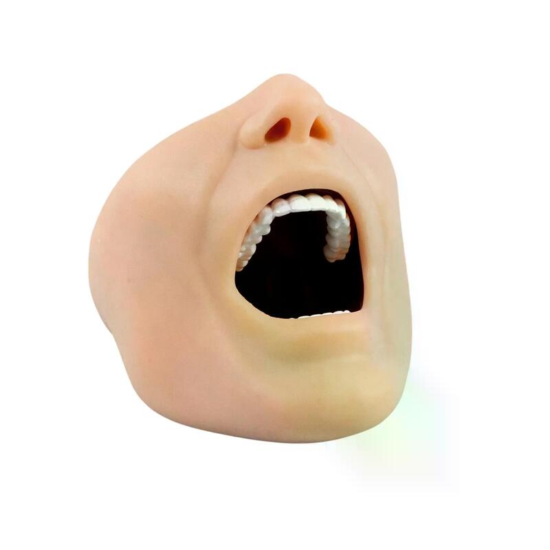 Учебная стоматологическая модель челюсти для анестезии — купить в МЕДСЕТ