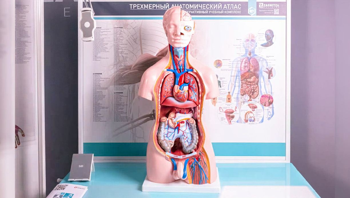Трехмерный анатомический атлас. Приказ 838 Минпросвещения РФ — купить в МЕДСЕТ