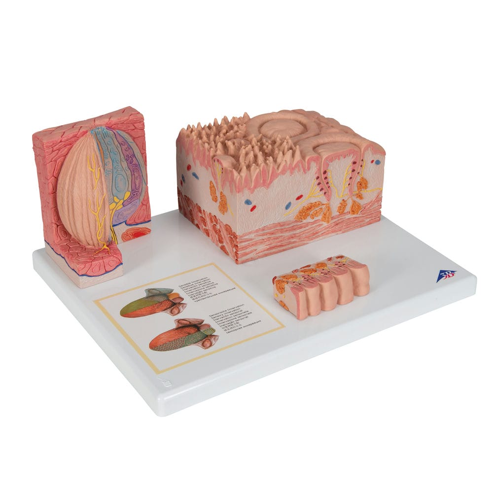 Модель языка из серии 3B MICROanatomy — купить в МЕДСЕТ