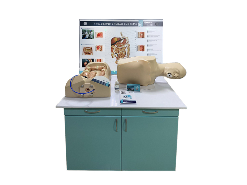 Интерактивный тренажерный комплекс для эндоскопии — купить в МЕДСЕТ