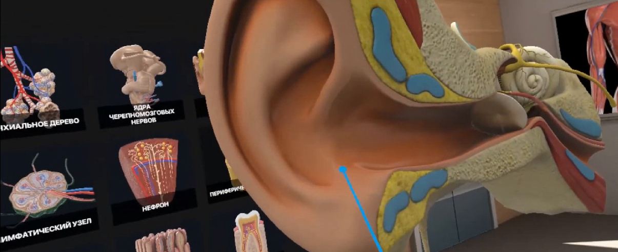 Трехмерный анатомический атлас. Виртуальный учебный комплекс. Приказ 804 Минпросвещения РФ. — купить в МЕДСЕТ