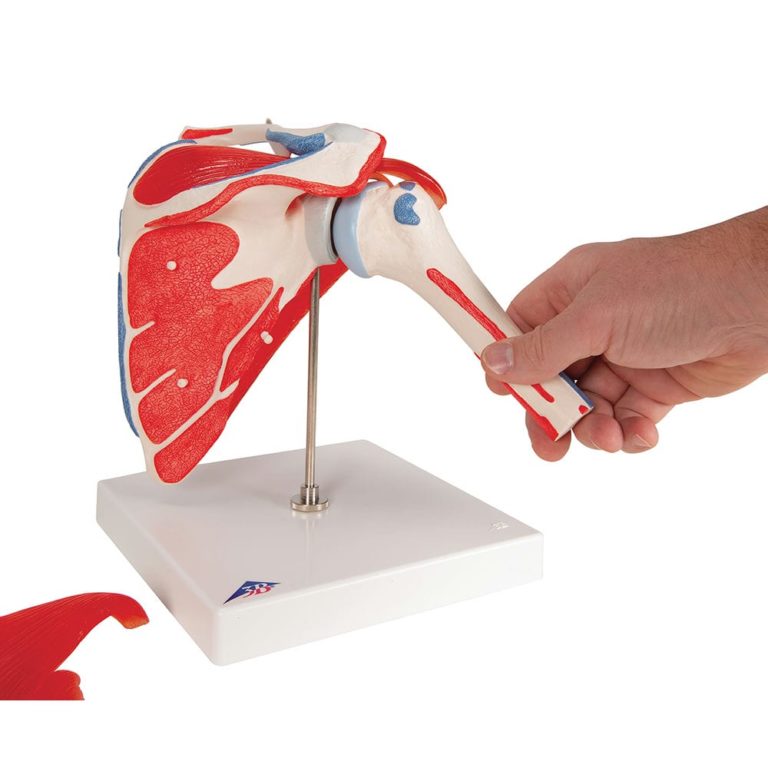 Модель плечевого сустава — купить в МЕДСЕТ