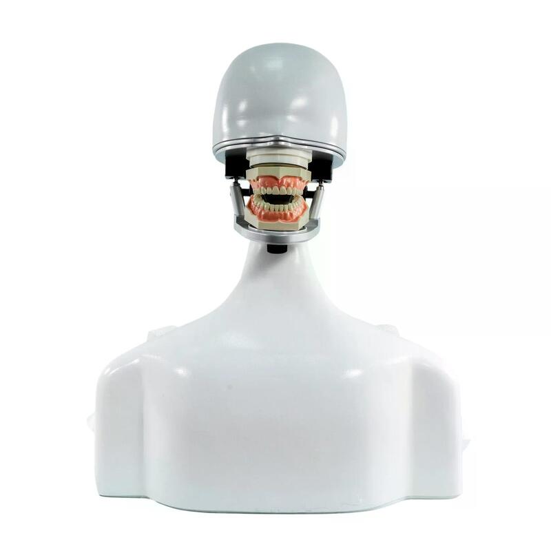 Учебный стоматологический фантом на торсе с универсальным артикулятором — купить в МЕДСЕТ