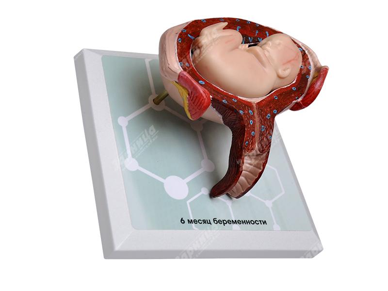 Комплект демонстрационных моделей этапов эмбриогенеза человека — купить в МЕДСЕТ