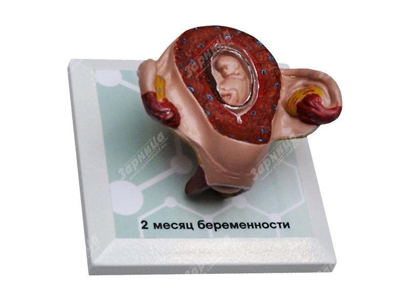 Комплект демонстрационных моделей этапов эмбриогенеза человека — купить в МЕДСЕТ