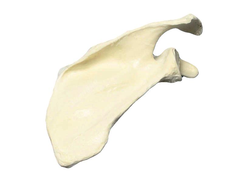 Композитная модель лопатки — купить в МЕДСЕТ