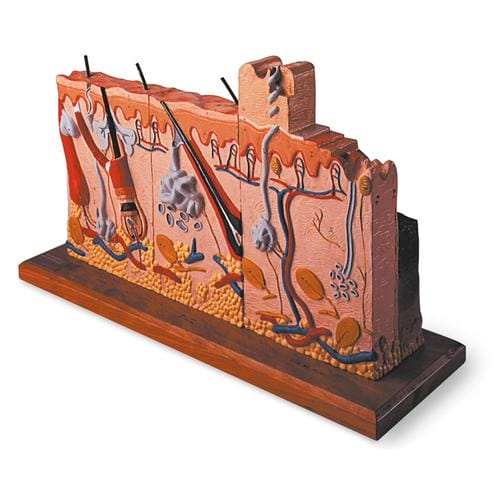 Серия "Кожа человека" с ожоговыми поражениями — купить в МЕДСЕТ