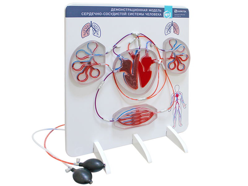 Демонстрационная модель сердечно-сосудистой системы человека — купить в МЕДСЕТ