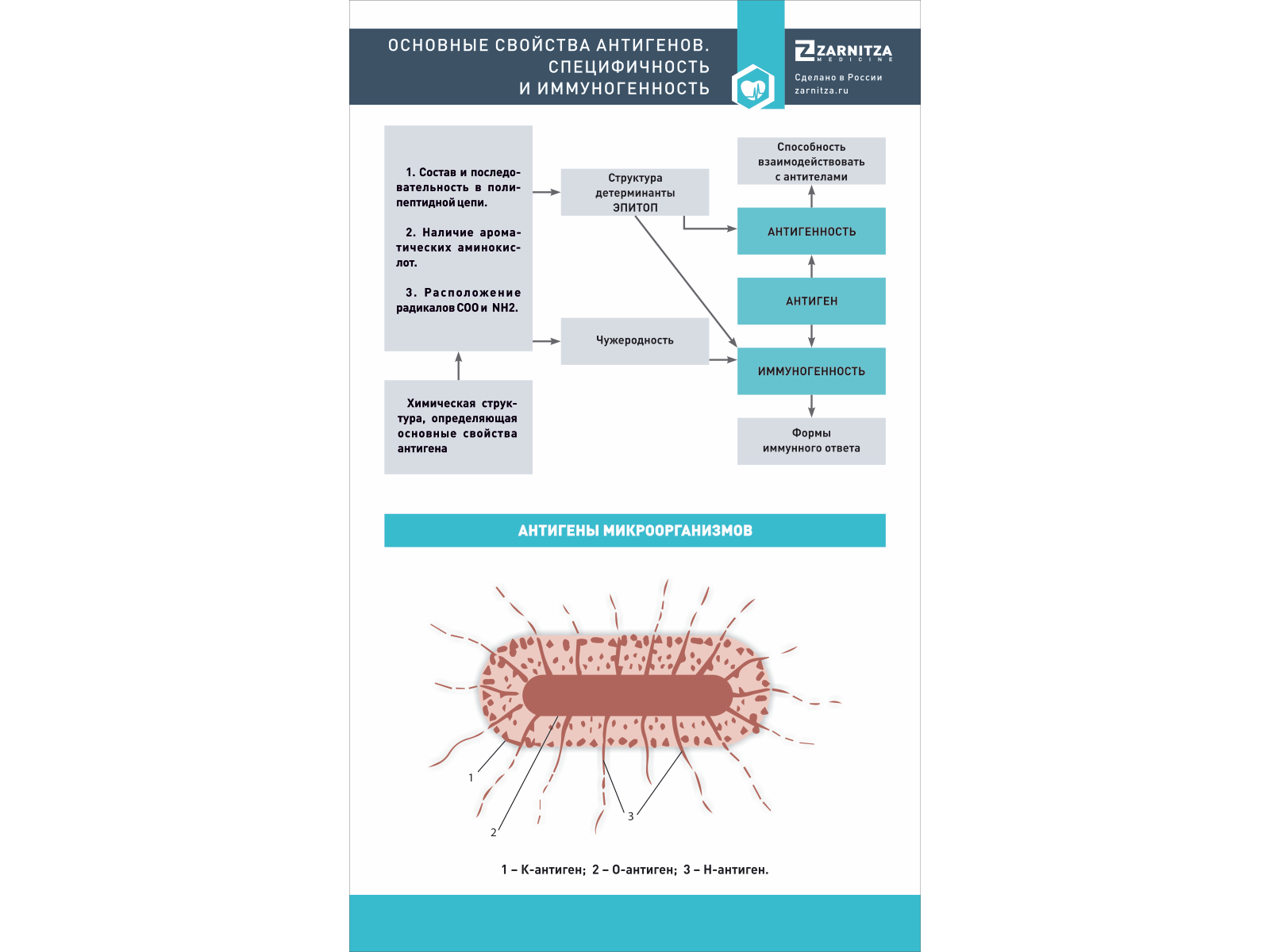 Стенд "Основные свойства антигенов. Специфичность и иммуногенность" — купить в МЕДСЕТ