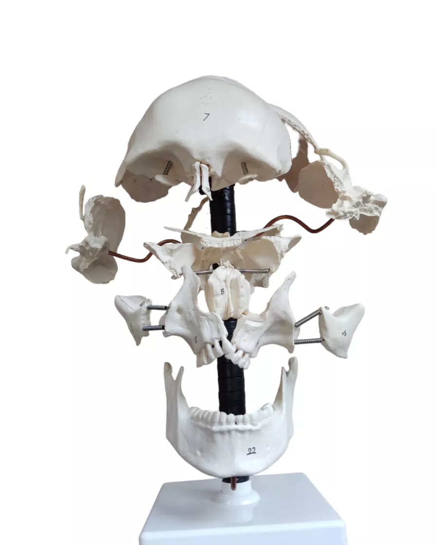 Модель черепа (22 части) 11116-1 — купить в МЕДСЕТ