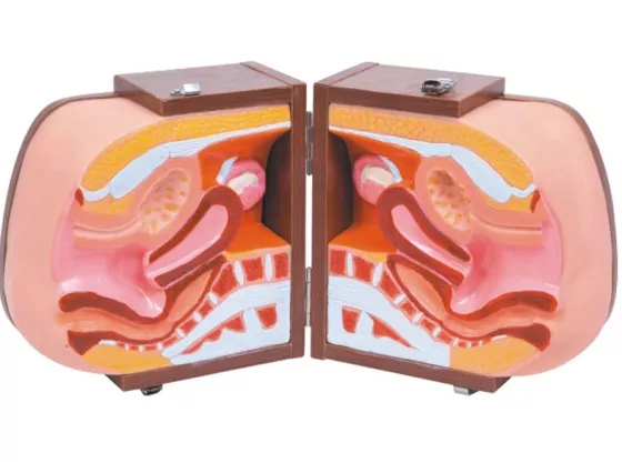 Тренажер для проведения внутриматочной контрацепции B2 — купить в МЕДСЕТ