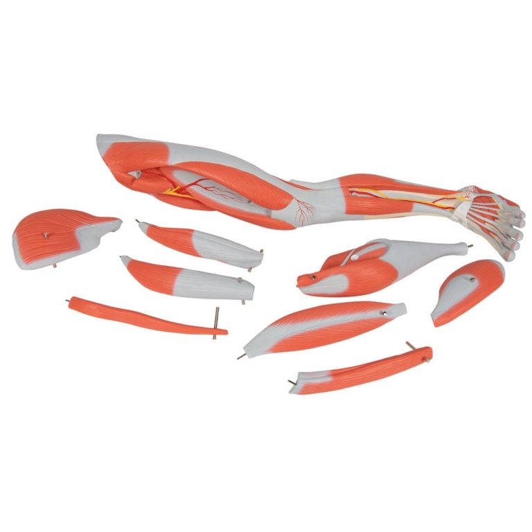 Модель ноги с мыщцами, 9 частей — купить в МЕДСЕТ