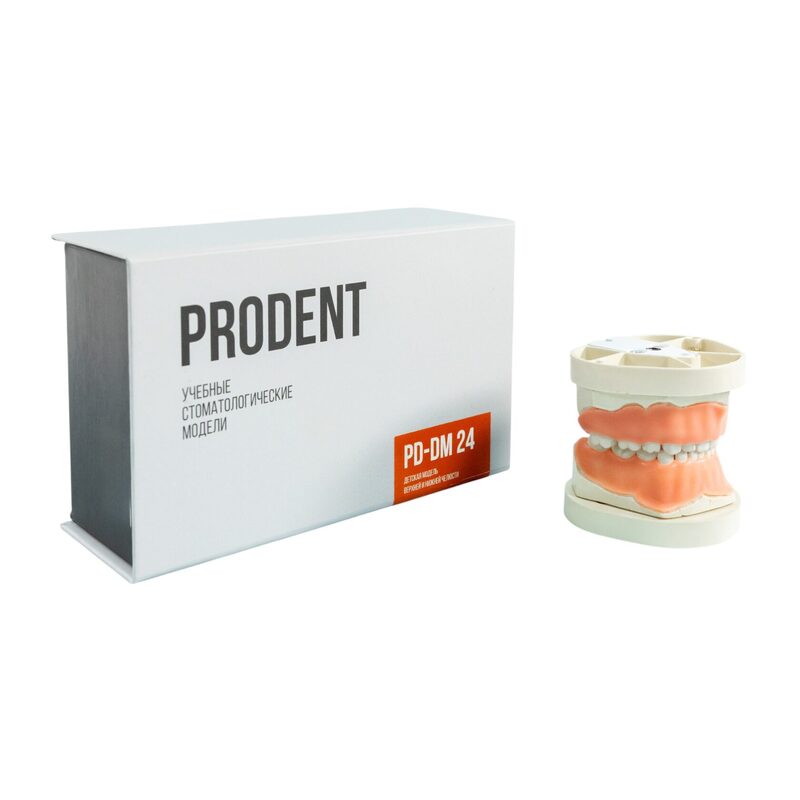 Учебная детская стоматологическая модель верхней и нижней челюсти — купить в МЕДСЕТ