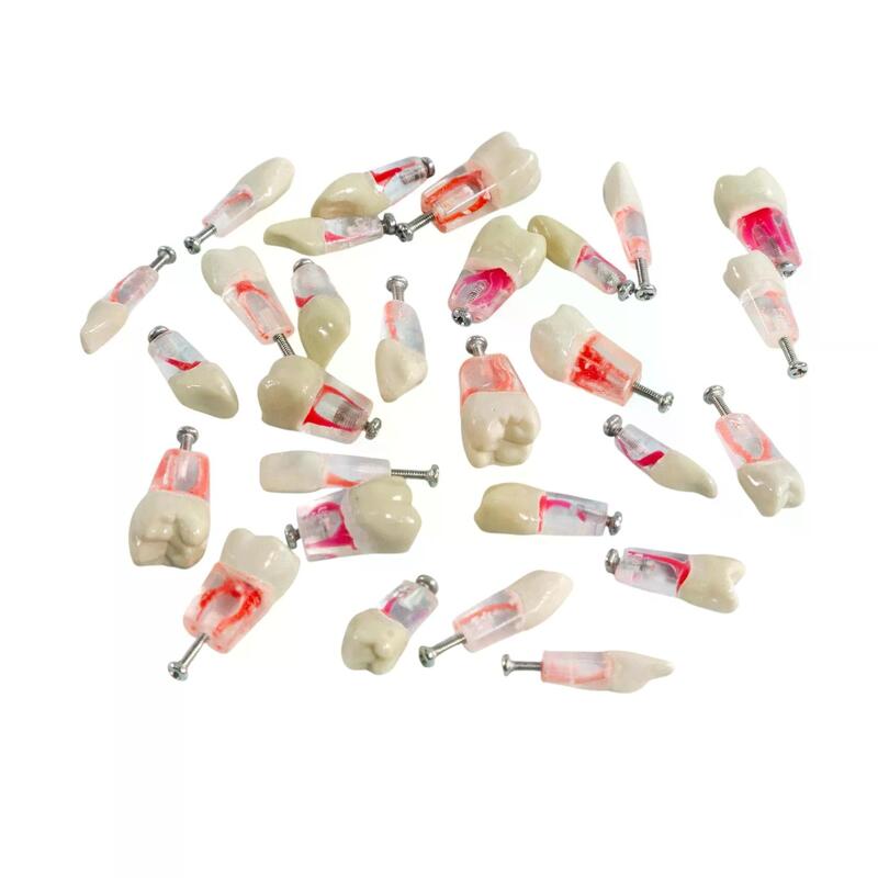 Учебные эндо-зубы для стандартной стоматологической челюсти — купить в МЕДСЕТ