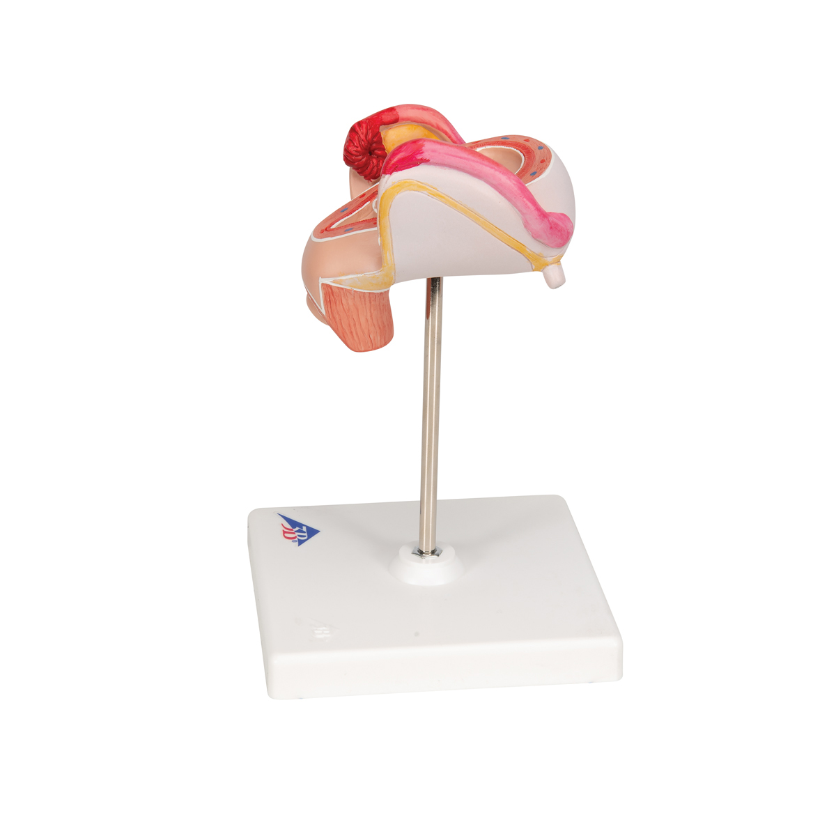 Модель эмбриона, возраст 2 месяца — купить в МЕДСЕТ